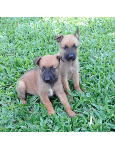 Belgian Malinois Puppies For Sale