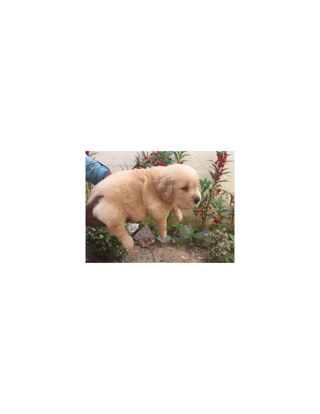 Ilmu Pengetahuan 7 Baby Golden Retriever Price In Hyderabad